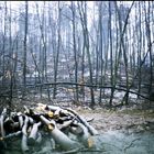 Winter 1972 Wald-Schäden durch Eisregen