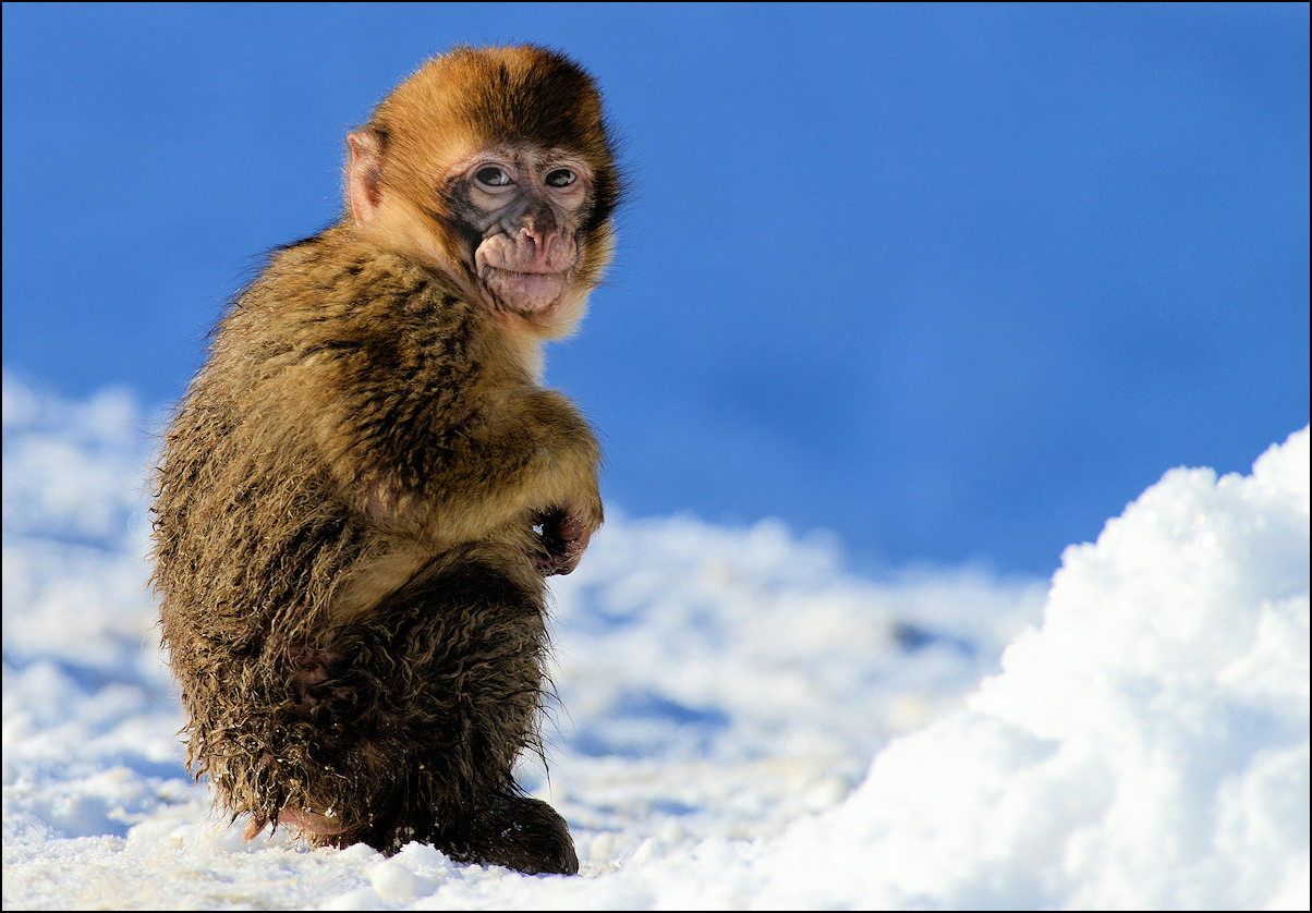 Winter Foto &amp; Bild | tiere, zoo, wildpark &amp; falknerei, säugetiere