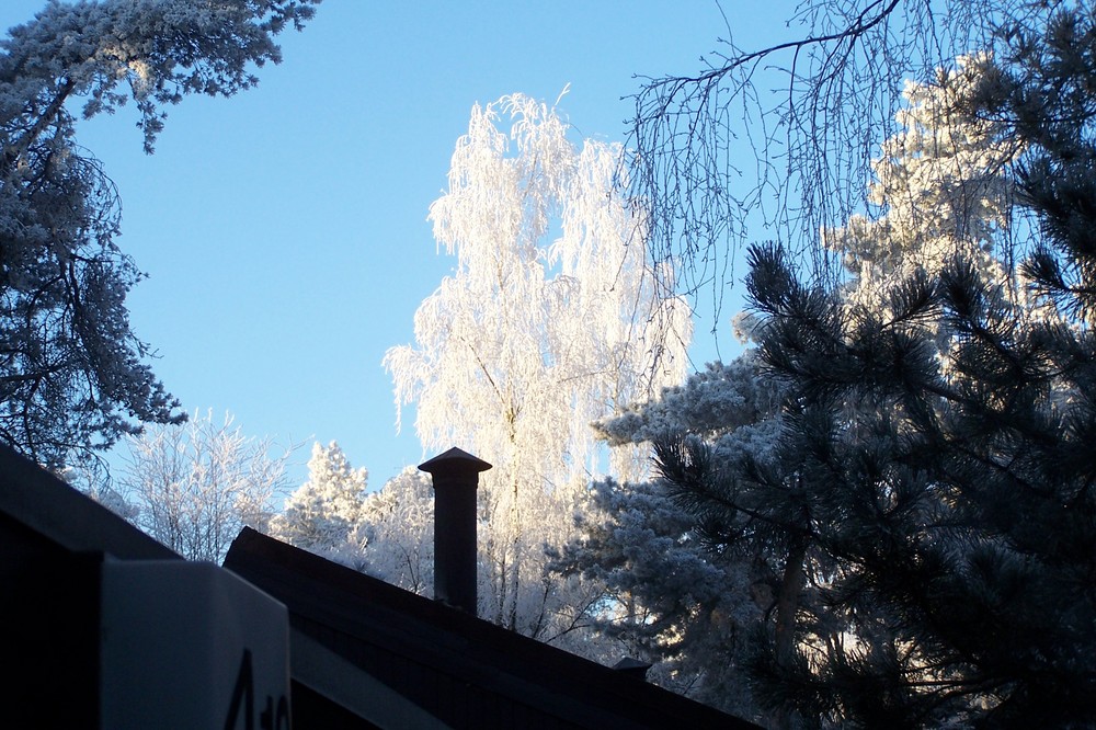 Winter 2007 (Vennebos 4, NL)