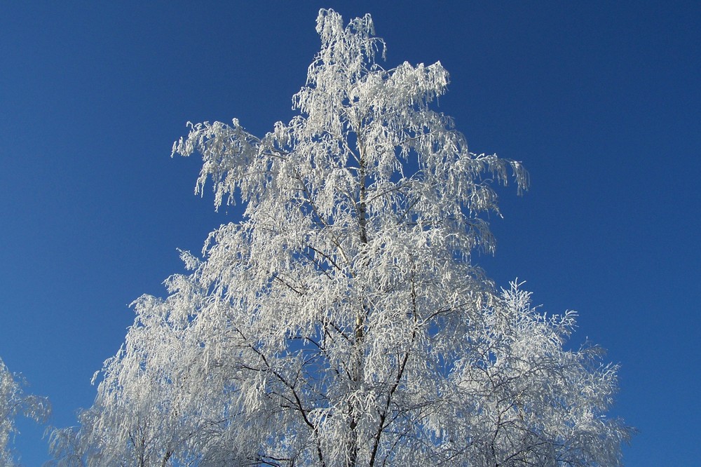 Winter 2007 (Vennebos, NL)