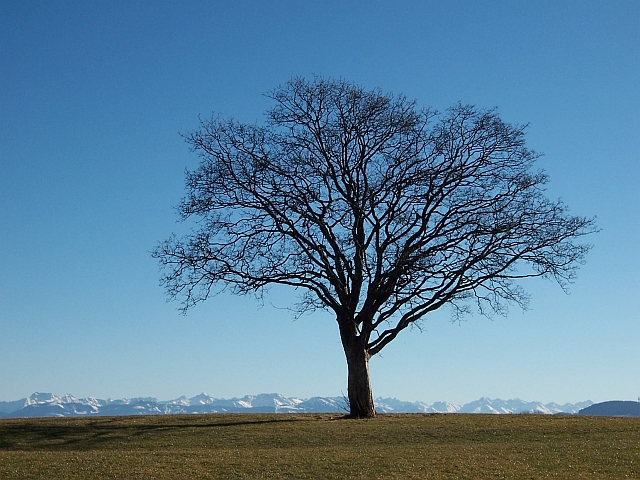 Winter 2008: Kornhofen - Baum