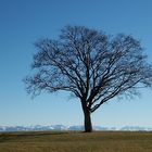 Winter 2008: Kornhofen - Baum