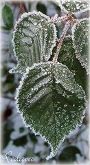 Winter 2008/2009 ~ Frost