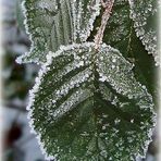 Winter 2008/2009 ~ Frost