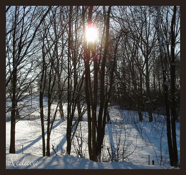 Winter 2008/2009 ~ Wald