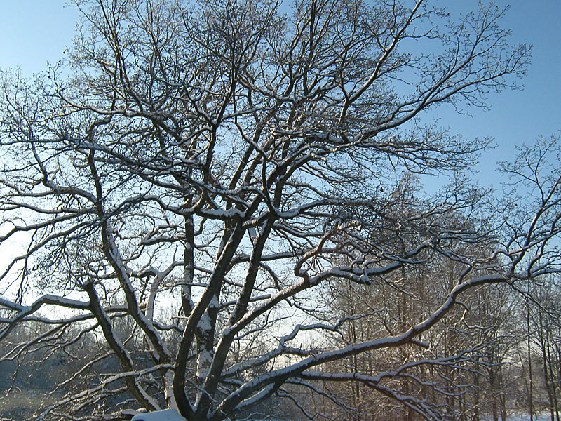 Winter 2009