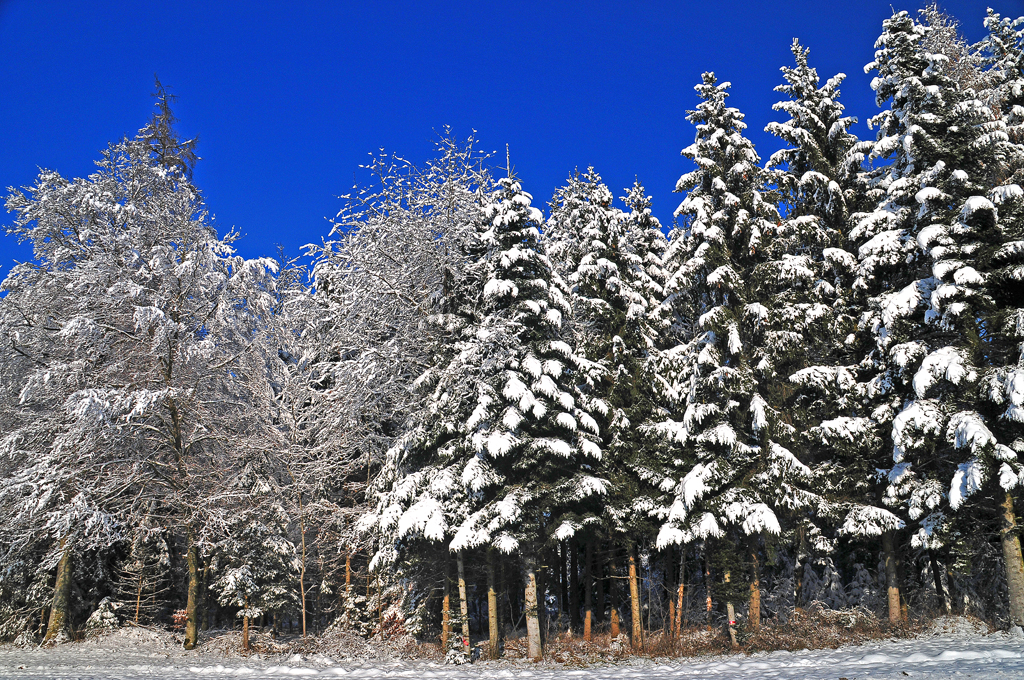 Winter 2010-4