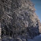 Winter 2010 - Münsters Promenade im Schnee