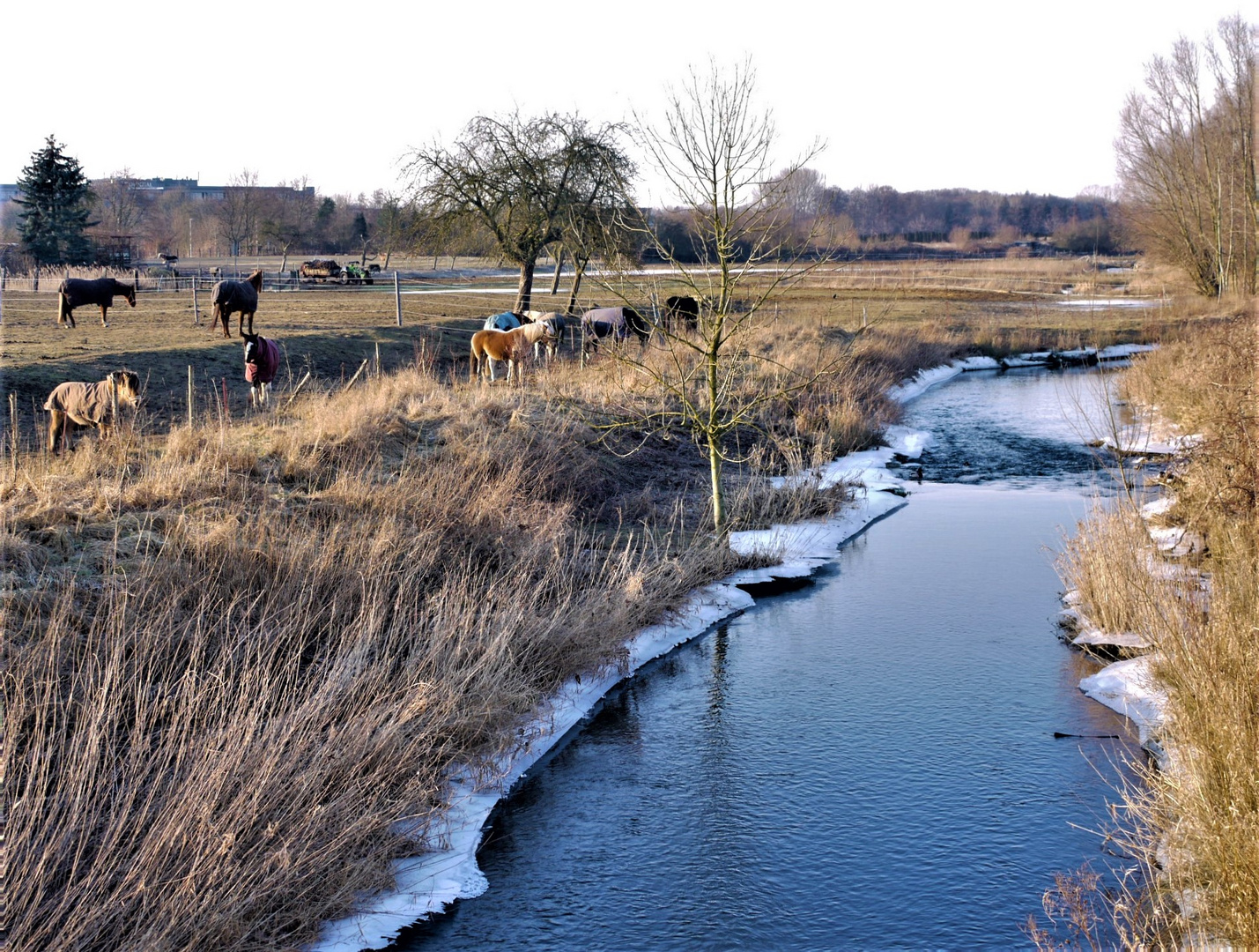 Winter 2012 - Die Pferde stehen an der Aa im Frost 