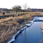 Winter 2012 - Die Pferde stehen an der Aa im Frost 