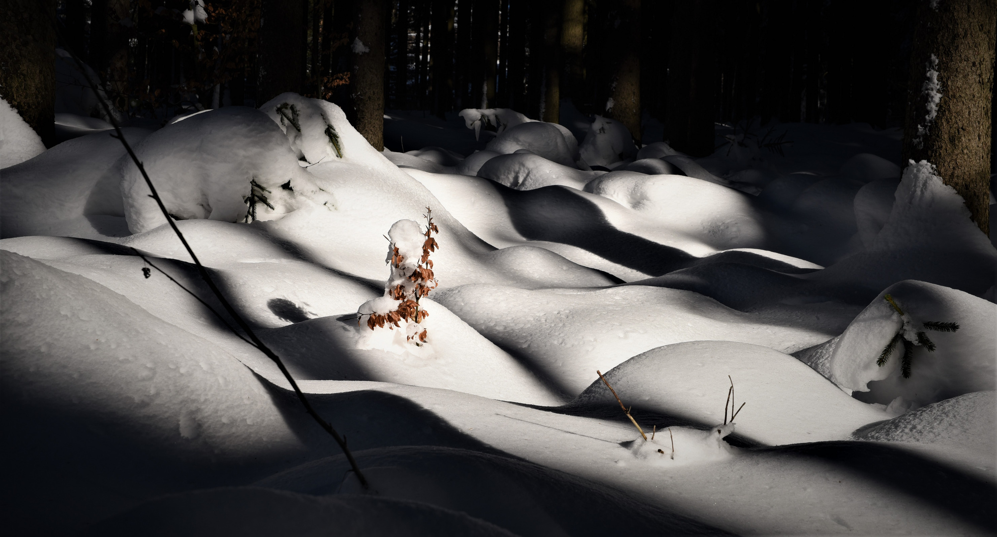 Winter 2017 - Geyrischer Wald 2