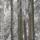 Winter 2018 006a Wald