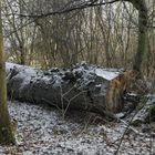 Winter 2018 Brodaer Wald