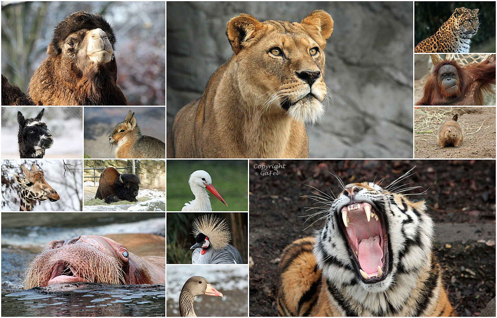 Winter 2019 im Tierpark Hagenbeck 