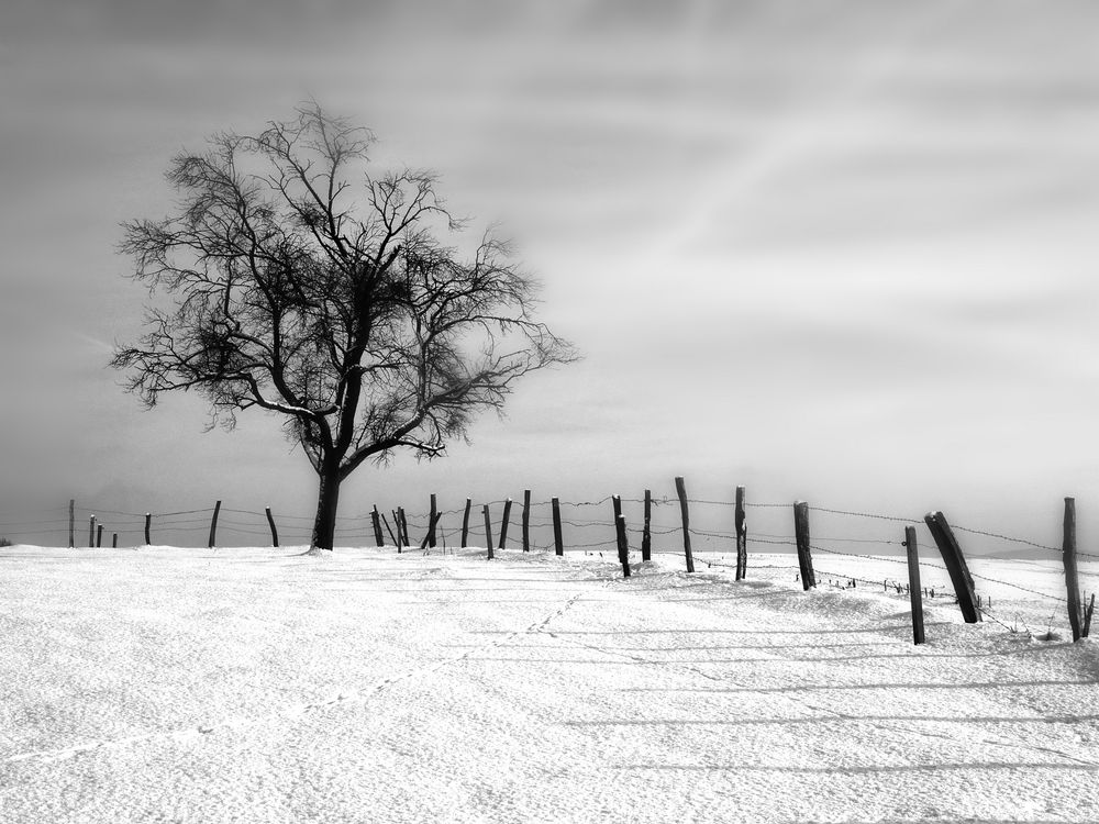 Winter von Norbert Schiffbauer 