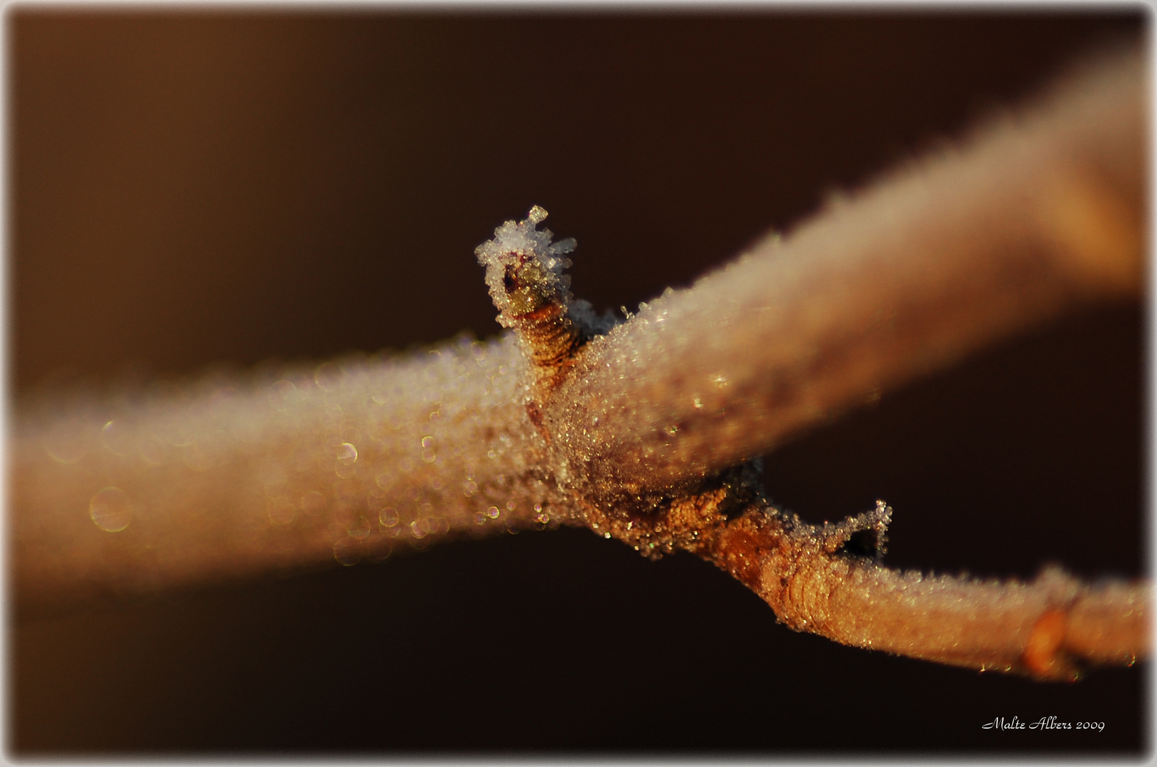 winter - a frosty sunrise