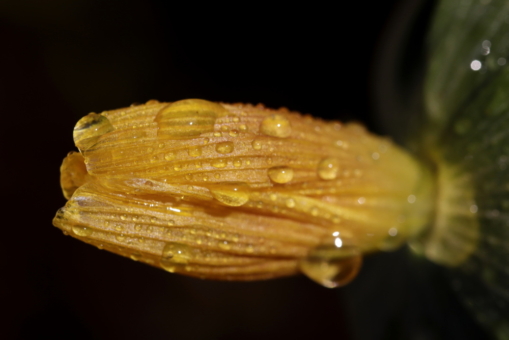 Winter Aconite