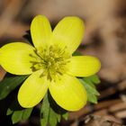 Winter aconite