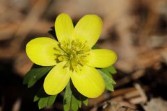 Winter aconite