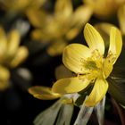 Winter aconite