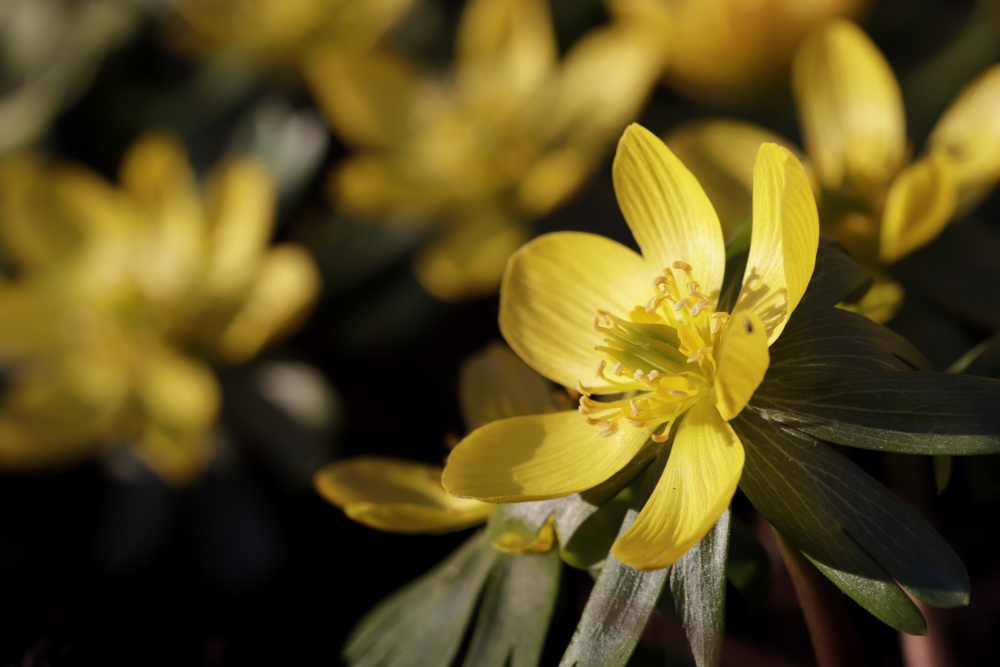 Winter aconite