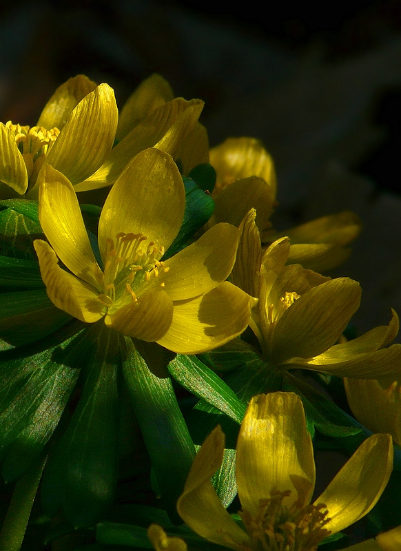 Winter Aconite