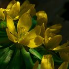 Winter Aconite