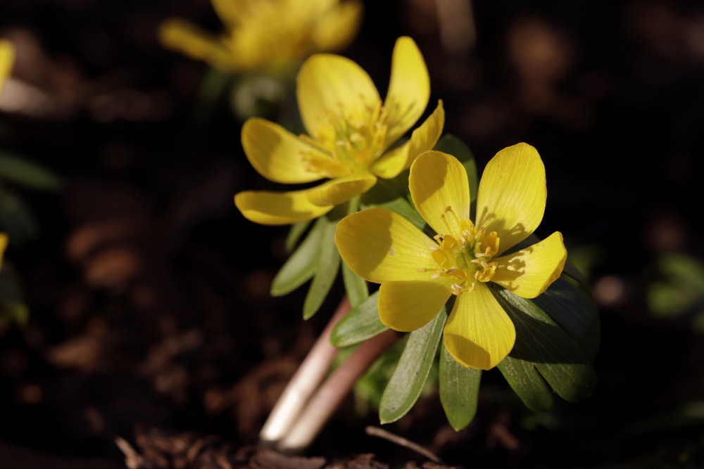 Winter aconite