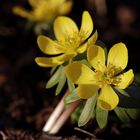 Winter aconite