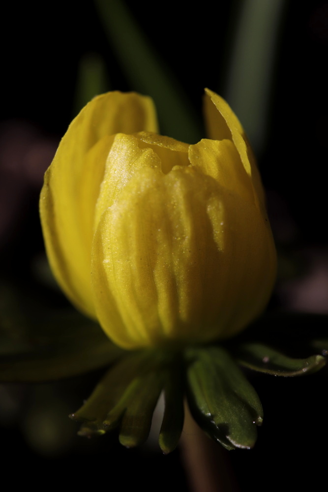 Winter aconite