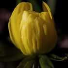 Winter aconite