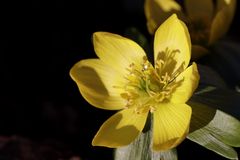 Winter Aconite 