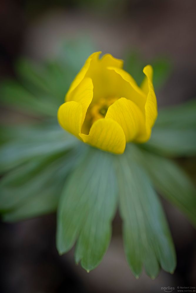 winter aconite