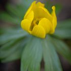 winter aconite