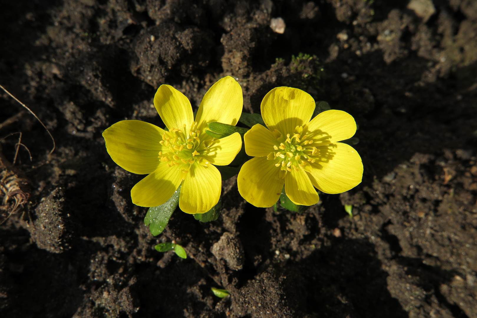 Winter Aconite - Closeup of two blossoms