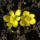 Winter Aconite - Closeup of two blossoms