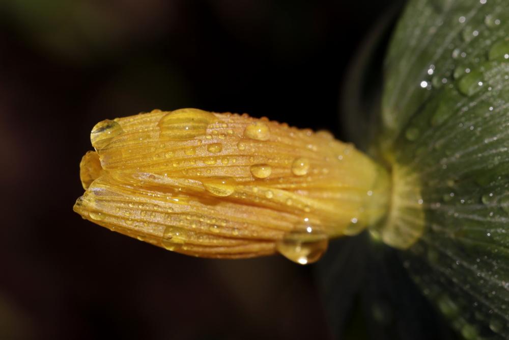 Winter aconite