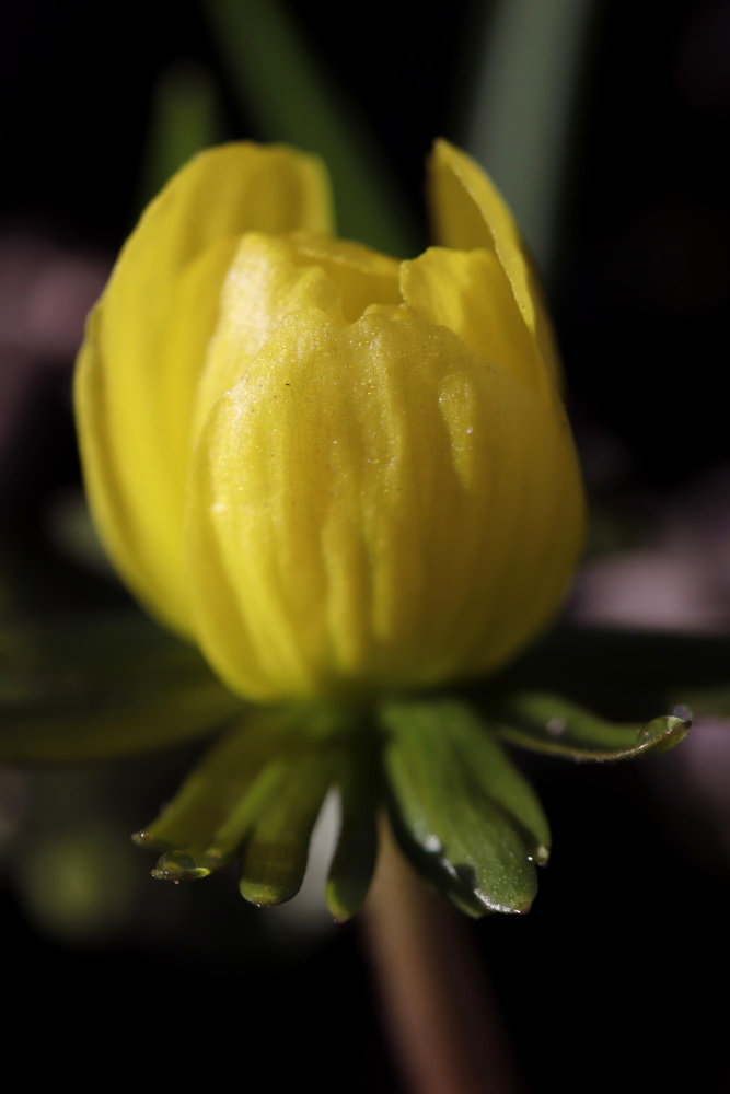 Winter aconite