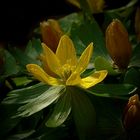 Winter Aconite