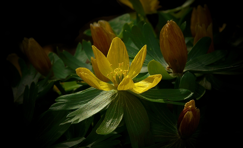 Winter Aconite