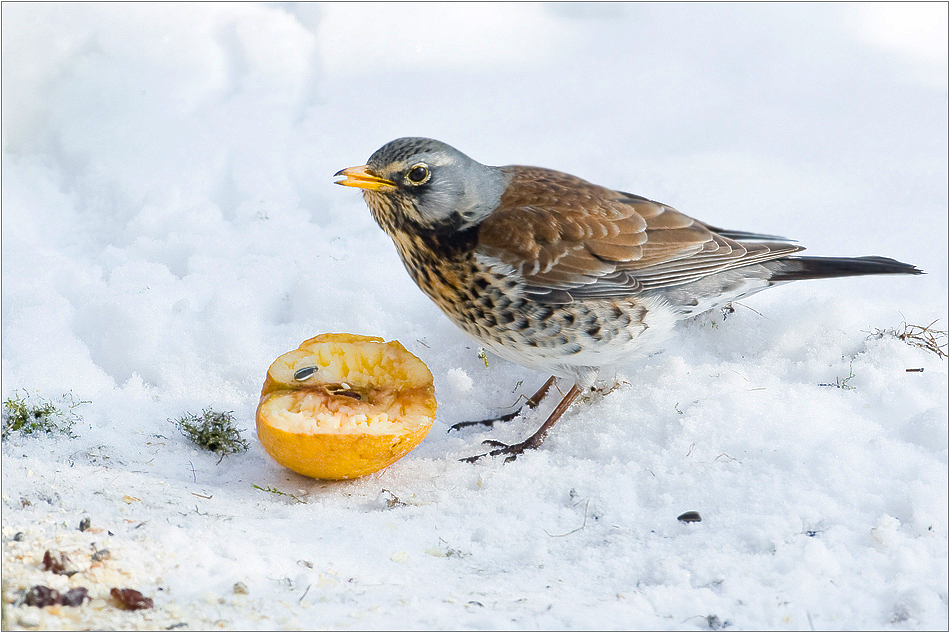 Winter ade - alles muß raus! [3]