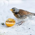 Winter ade - alles muß raus! [3]