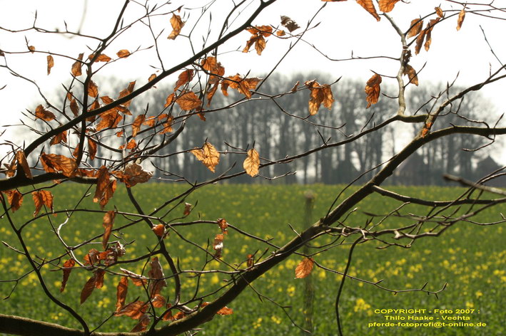 Winter ade ... es wird Frühling (1)