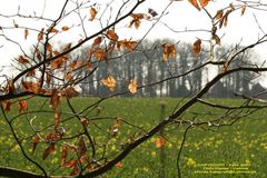 Winter ade ... es wird Frühling (1)