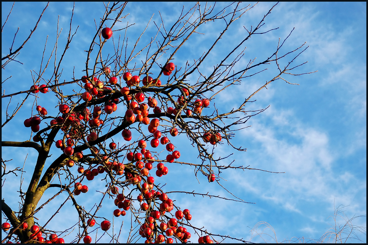 "Winter-Äpfel"