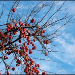 "Winter-Äpfel"