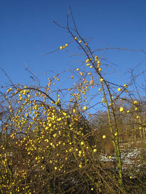 Winter-Äpfel