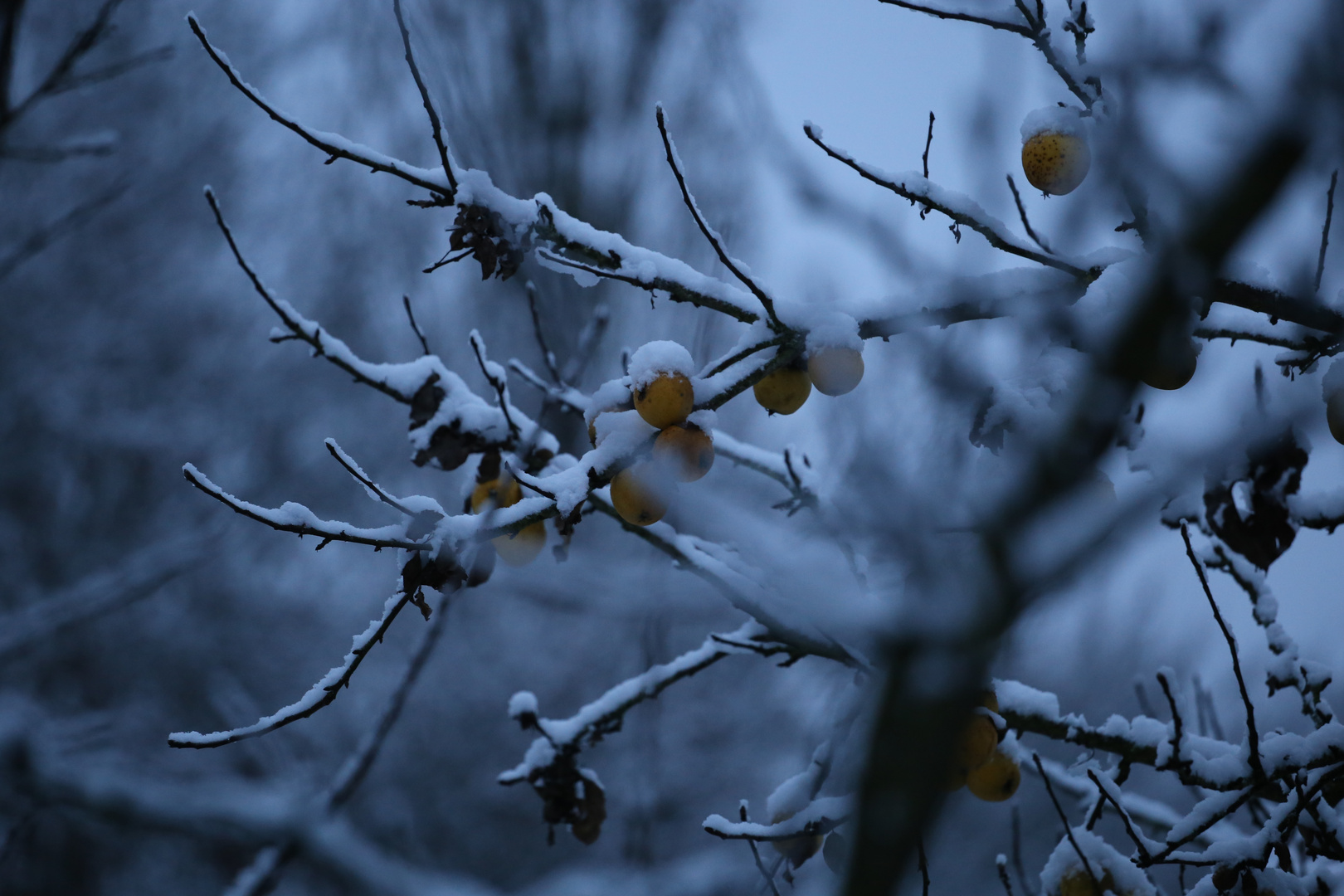 Winter-Äpfel