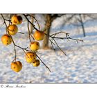 Winter - Äpfel