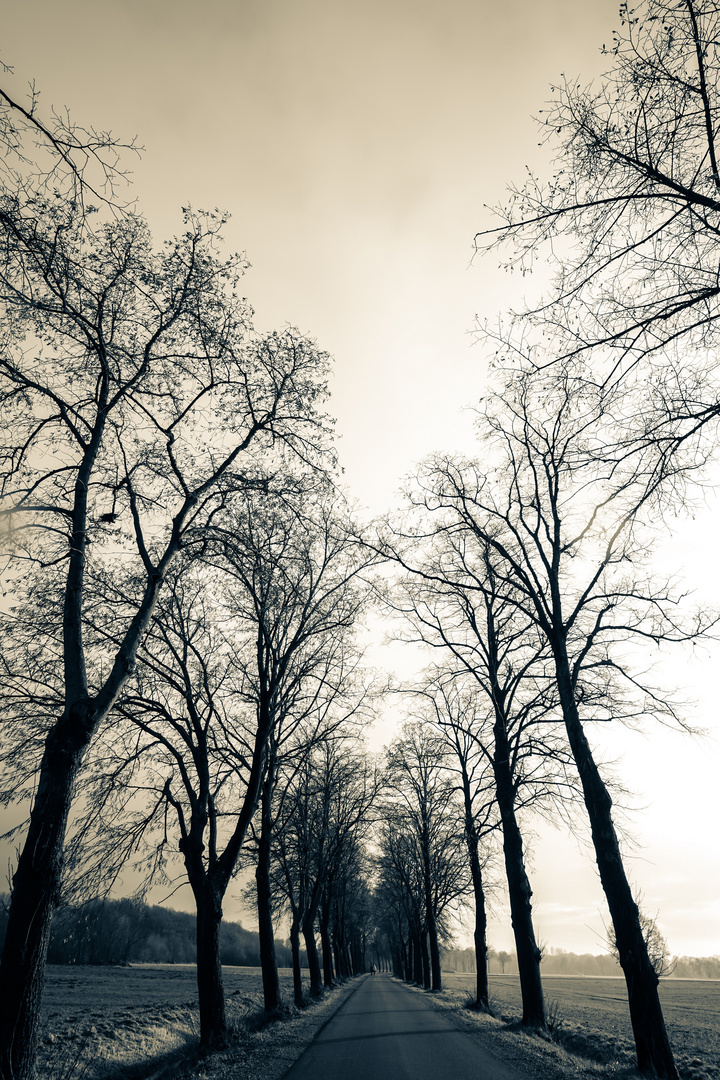 Winter-Allee